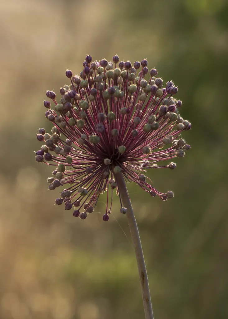 Allium ampeloprasum – in its natural habitat, plant photo