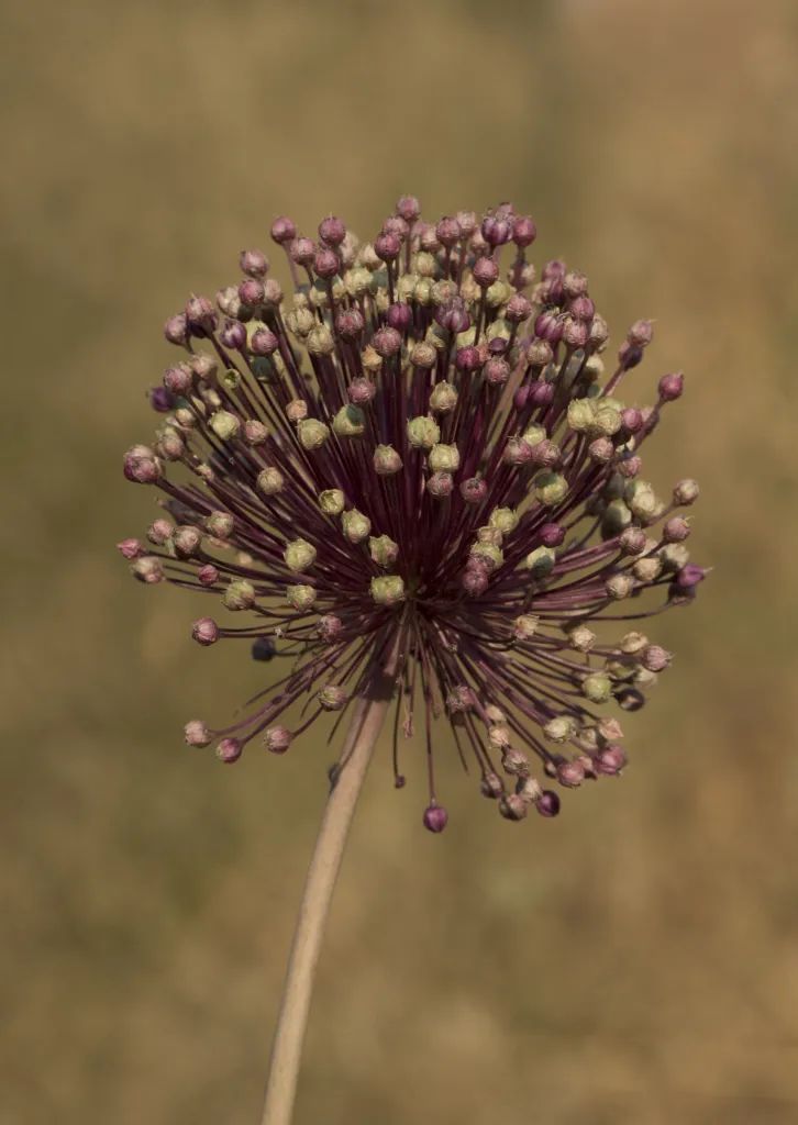 Allium ampeloprasum – in its natural habitat, plant photo
