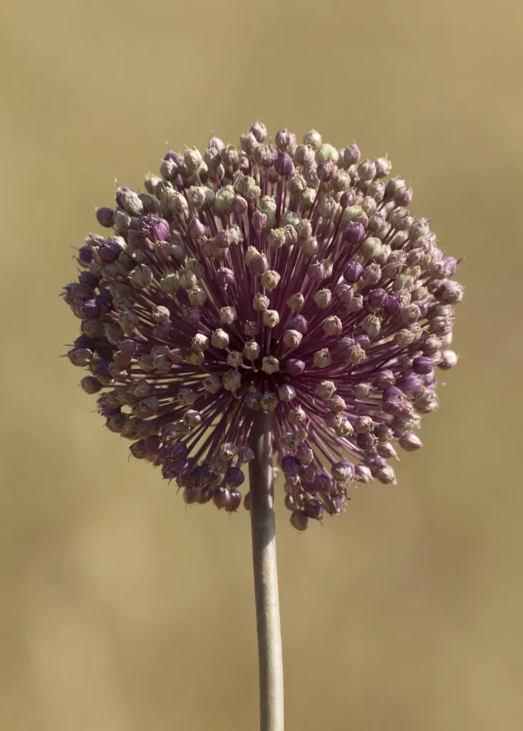 Allium ampeloprasum – in its natural habitat, plant photo