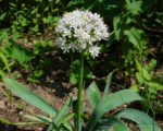Allium ampeloprasum – pestovanie a starostlivosť