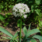 Allium ampeloprasum – pestovanie a starostlivosť (Allium ampeloprasum) – fotografia rastliny