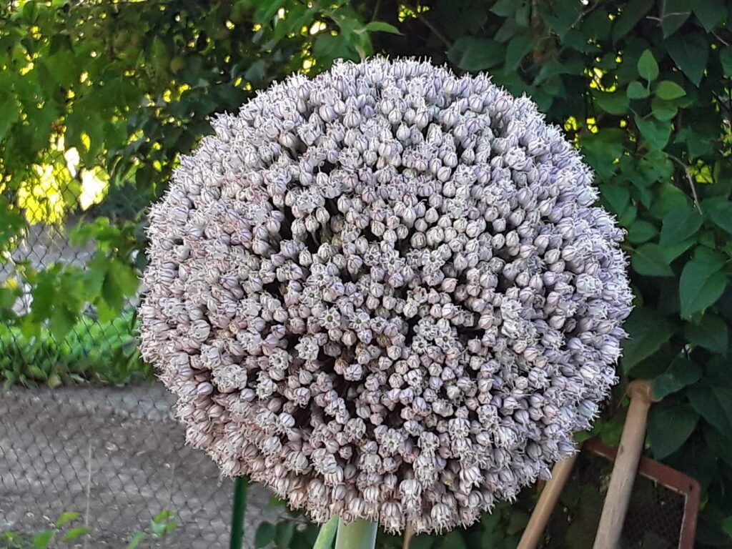 Zwiebel (Allium cepa) – typisches Erscheinungsbild, Pflanzenfoto