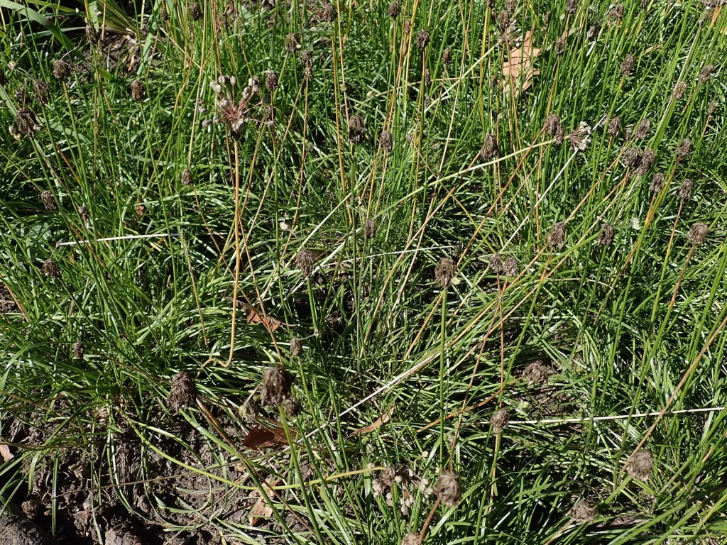 Allium ‘Cernuum’ (Allium 'Cernuum') – in a garden setting, plant photo