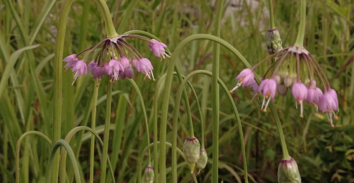Allium 'Cernuum' – plant photo