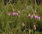 Allium ‘Cernuum’