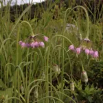 Allium ‘Cernuum’ (Allium 'Cernuum') – plant photo