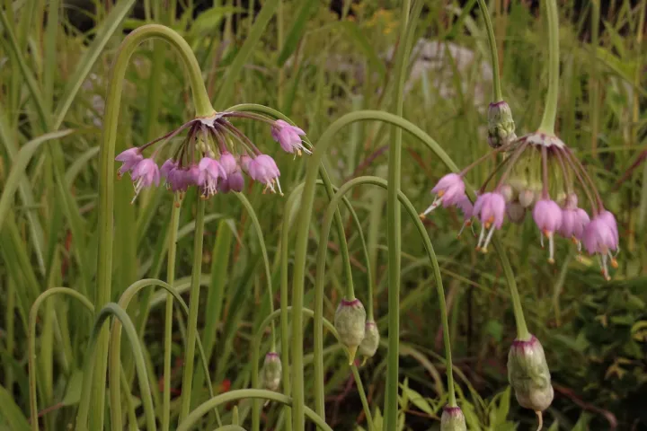 Allium 'Cernuum'