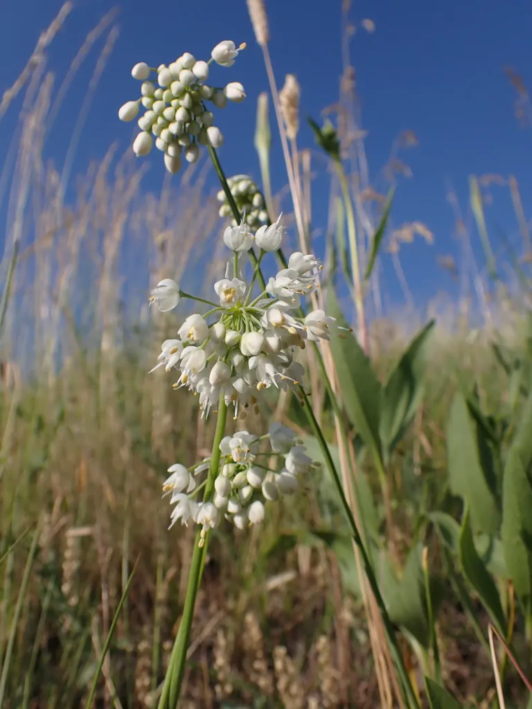 Allium ‘Cernuum’ (Allium 'Cernuum') – in a garden setting, plant photo