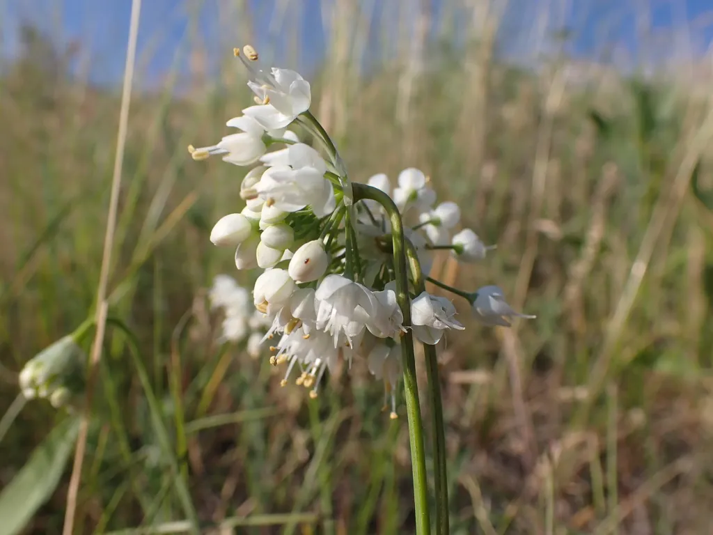 Allium ‘Cernuum’ (Allium 'Cernuum') – in a garden setting, plant photo