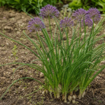 Allium chinense – (Allium chinense) – Pflanzenfoto