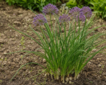 Allium chinense – pestovanie a starostlivosť