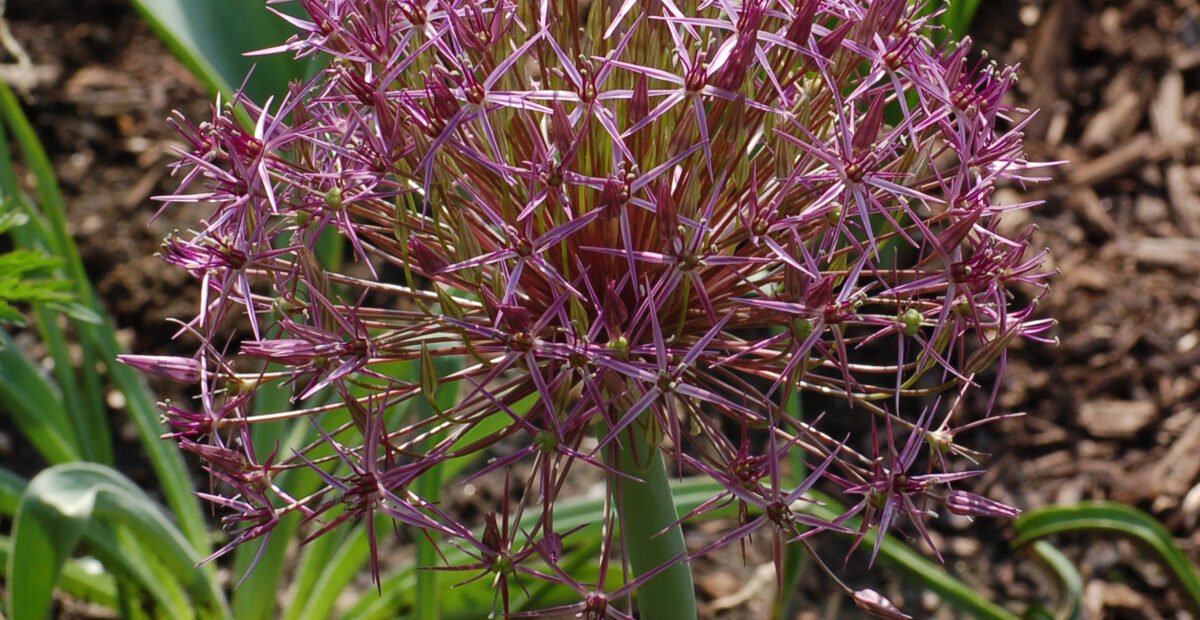 Sternkugel-Lauch (Allium christophii) – Pflanzenfoto