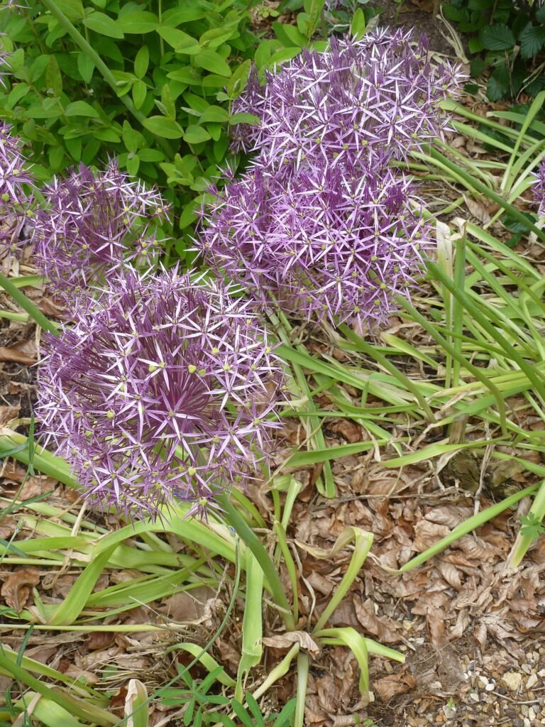 Sternkugel-Lauch (Allium christophii) – im Garten, Pflanzenfoto