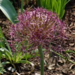 Allium christophii – pestovanie a starostlivosť (Allium christophii) – fotografia rastliny