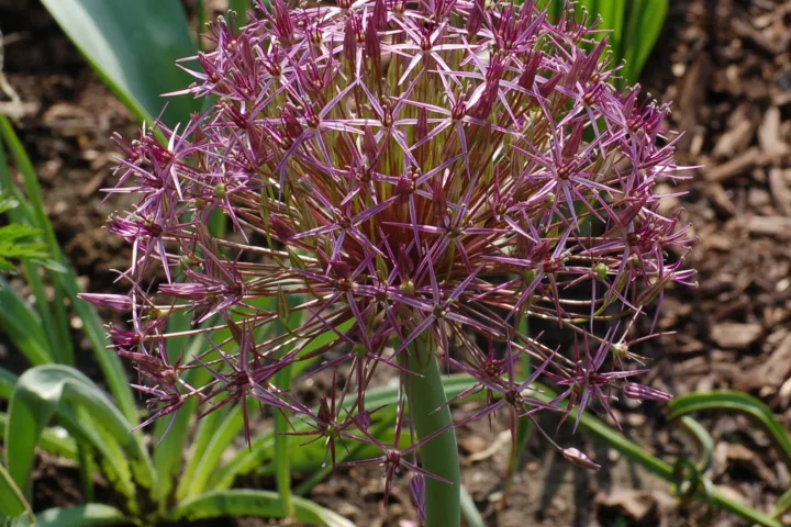 Allium christophii