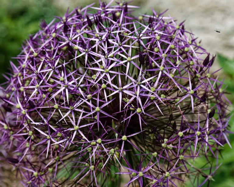 star-of-Persia (Allium cristophii) – in a garden setting, plant photo
