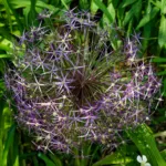star-of-Persia (Allium cristophii) – plant photo