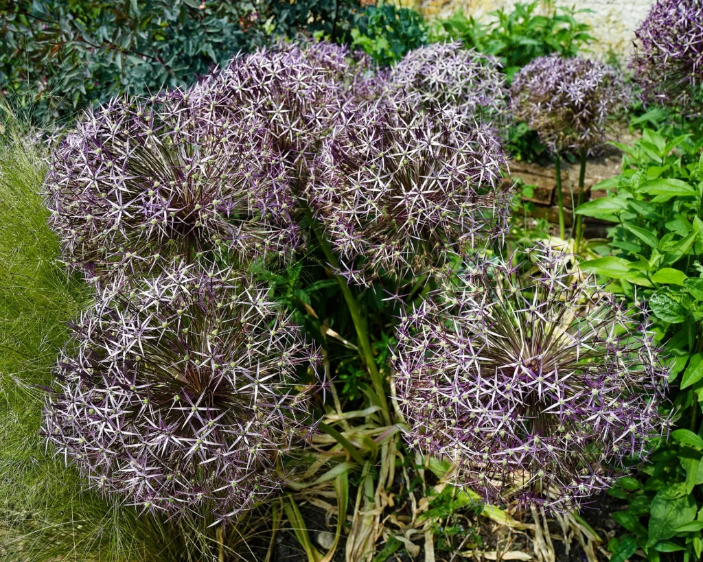 star-of-Persia (Allium cristophii) – in a garden setting, plant photo