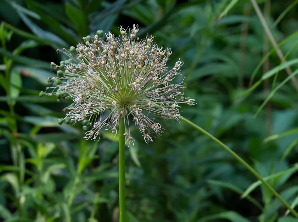 star-of-Persia (Allium cristophii) – in a garden setting, plant photo
