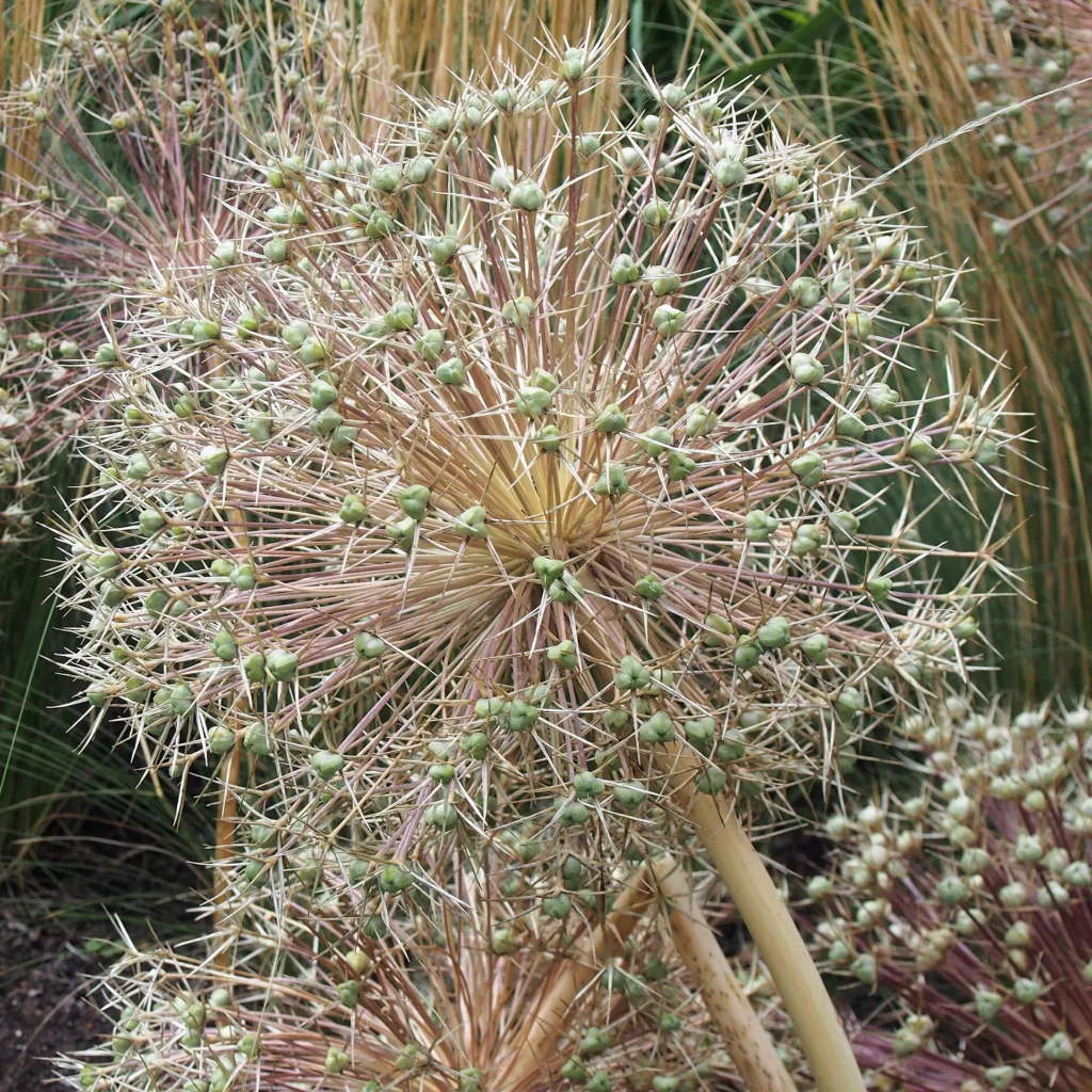 star-of-Persia (Allium cristophii) – in a garden setting, plant photo
