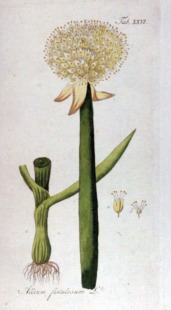bunching onion (Allium fistulosum) – characteristic appearance, plant photo