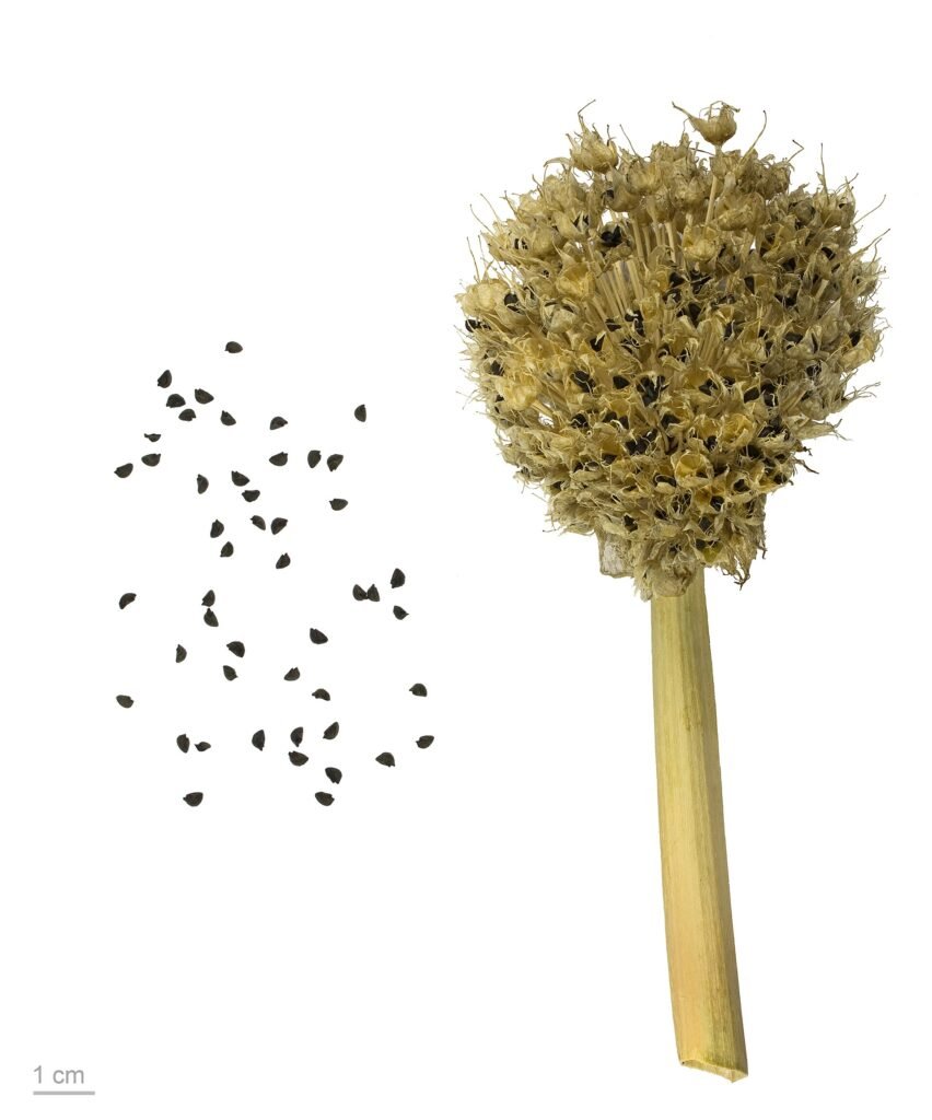 bunching onion (Allium fistulosum) – fruit in close-up, plant photo