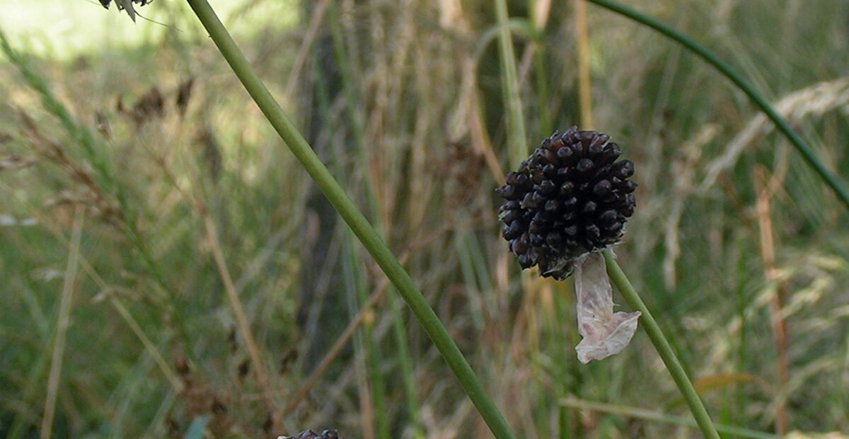 Lauch (Allium) – Pflanzenfoto
