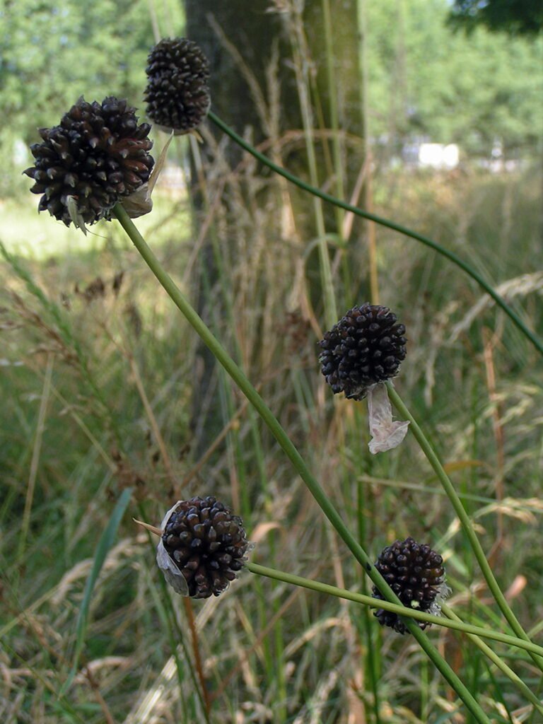 Lauch (Allium) – Pflanzenfoto