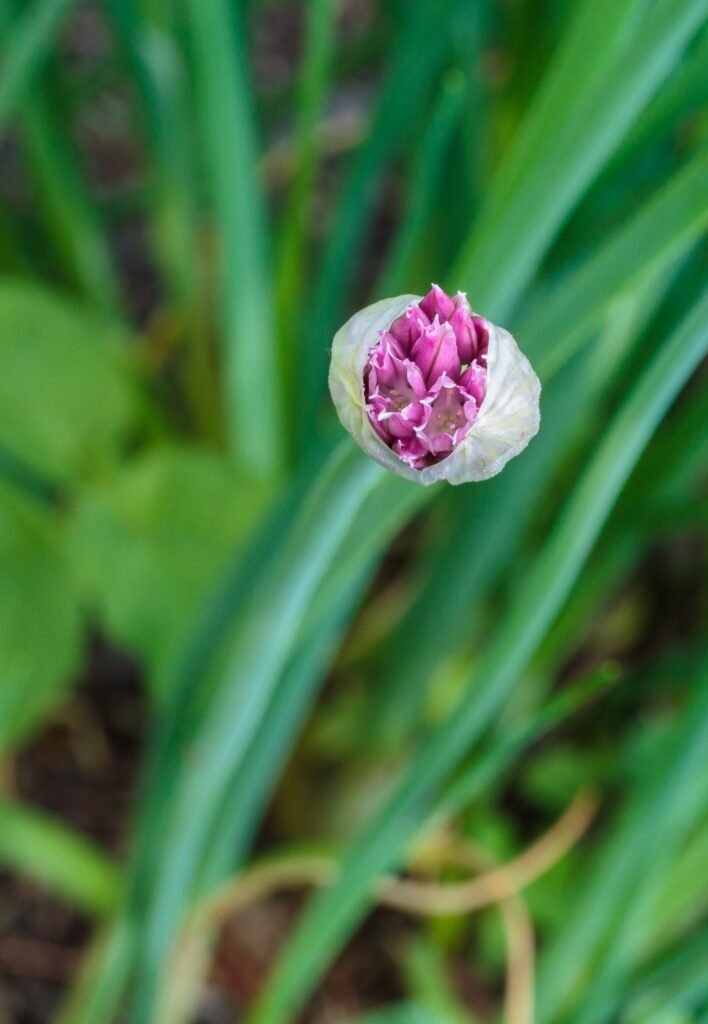 Lauch (Allium) – Blüten in Nahaufnahme, Pflanzenfoto