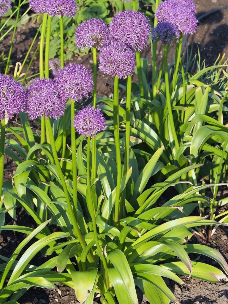Lauch (Allium) – im Garten, Pflanzenfoto