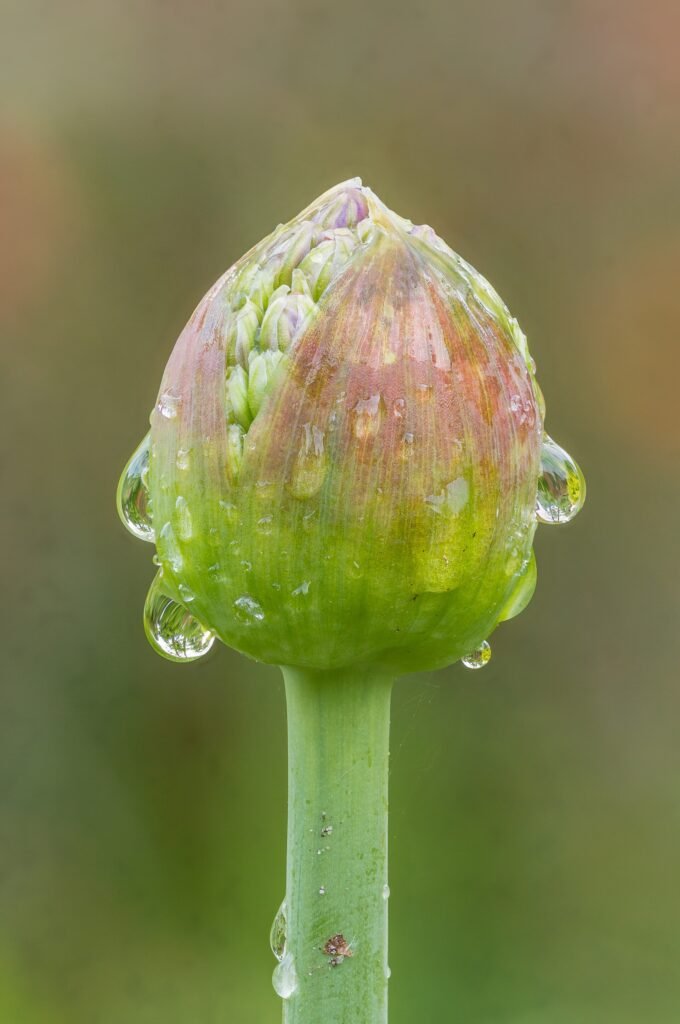Lauch (Allium) – Blüten in Nahaufnahme, Pflanzenfoto