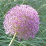 Giant Allium (Allium giganteum) – characteristic appearance, plant photo