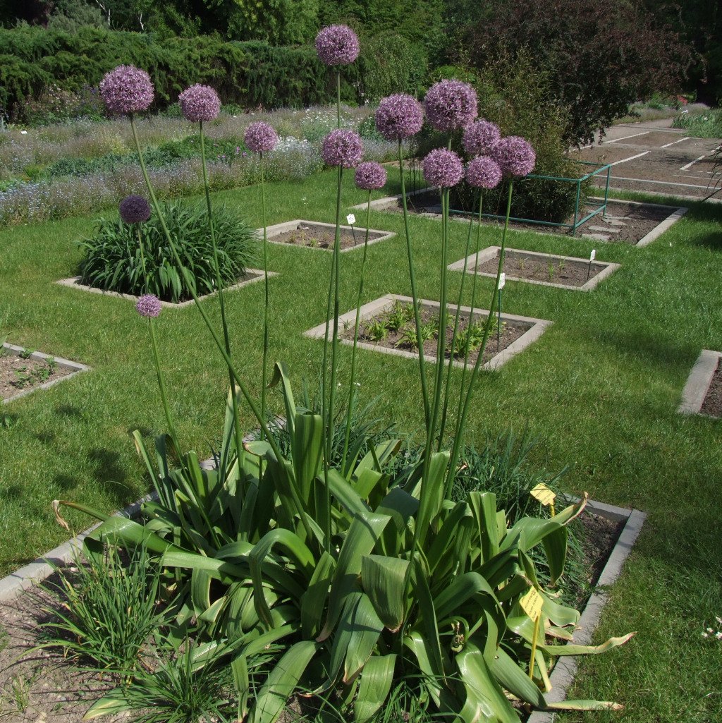 Giant Allium (Allium giganteum) – characteristic appearance, plant photo