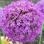 Giant Allium (Allium giganteum) – plant photo