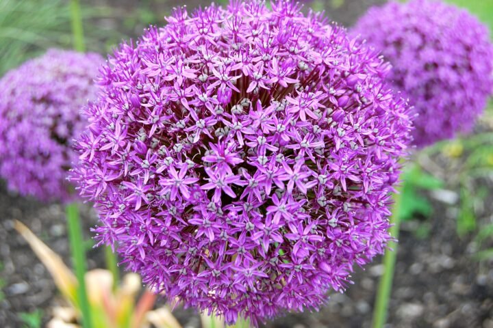 Allium giganteum