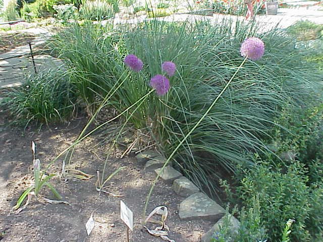 Giant Allium (Allium giganteum) – characteristic appearance, plant photo