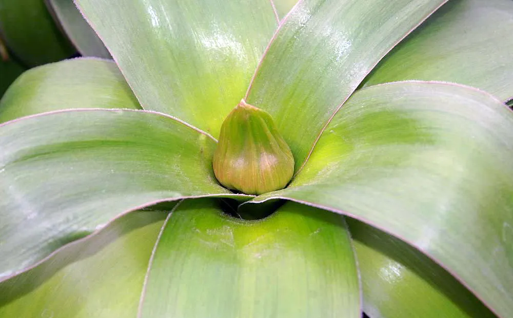 Allium 'Giganteum Globemaster' – plant photo