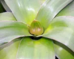 Allium ‘Giganteum Globemaster’
