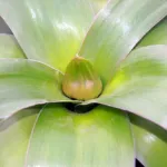 Allium ‘Giganteum Globemaster’ (Allium 'Giganteum Globemaster') – plant photo