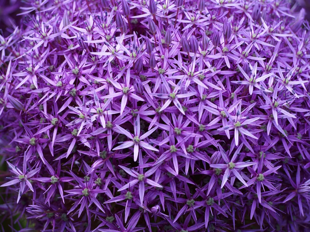 Zierlauch ‘Gladiator’ (Allium 'Gladiator') – Blüten in Nahaufnahme, Pflanzenfoto