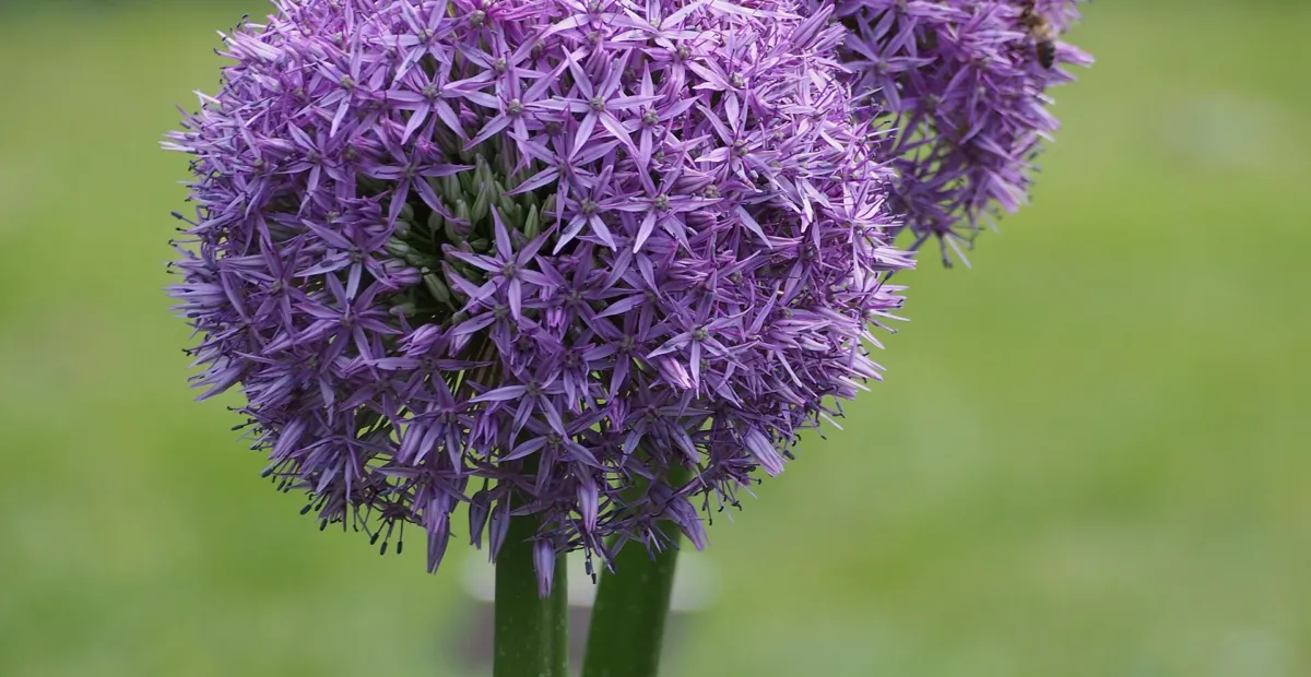 Gladiator onion (Allium 'Gladiator') – plant photo