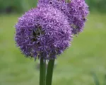 Gladiator onion (Allium ‘Gladiator’)