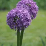 Gladiator onion (Allium 'Gladiator') – plant photo