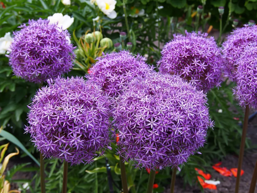 Zierlauch ‘Gladiator’ (Allium 'Gladiator') – im Garten, Pflanzenfoto