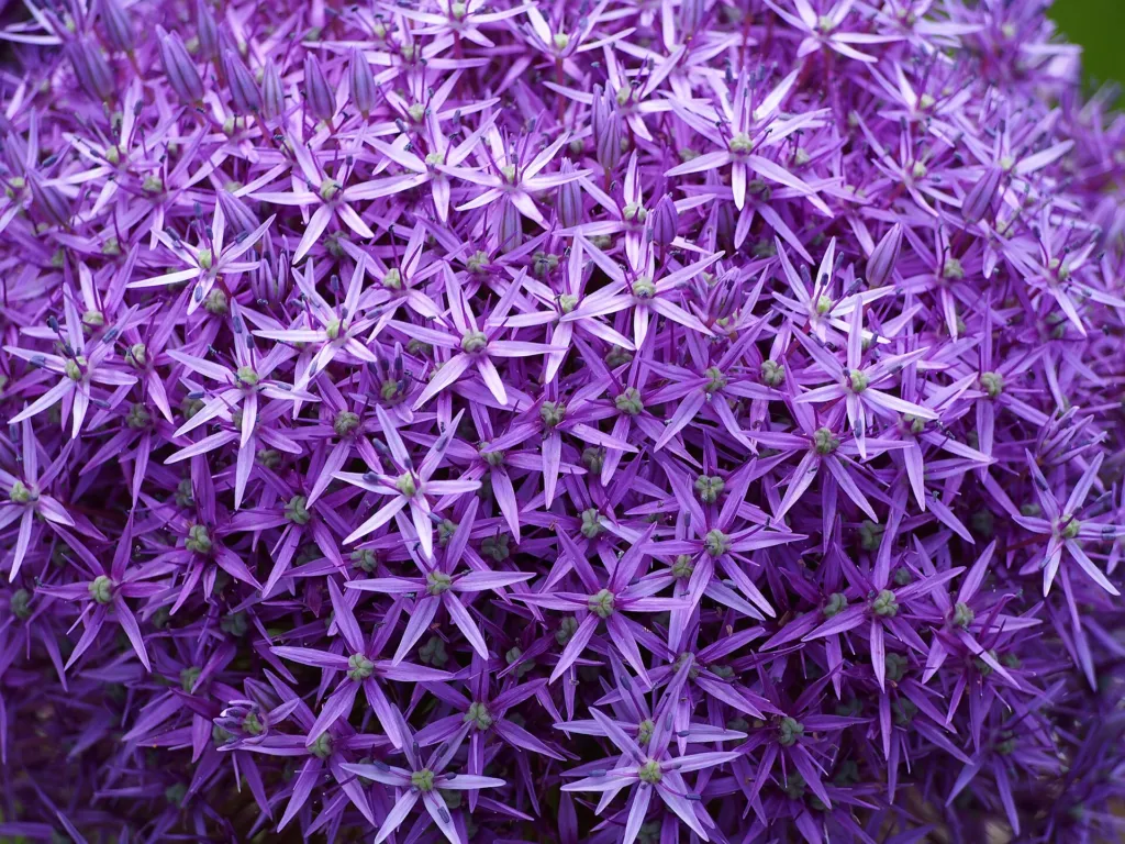 Zierlauch ‘Gladiator’ (Allium 'Gladiator') – Blüten in Nahaufnahme, Pflanzenfoto