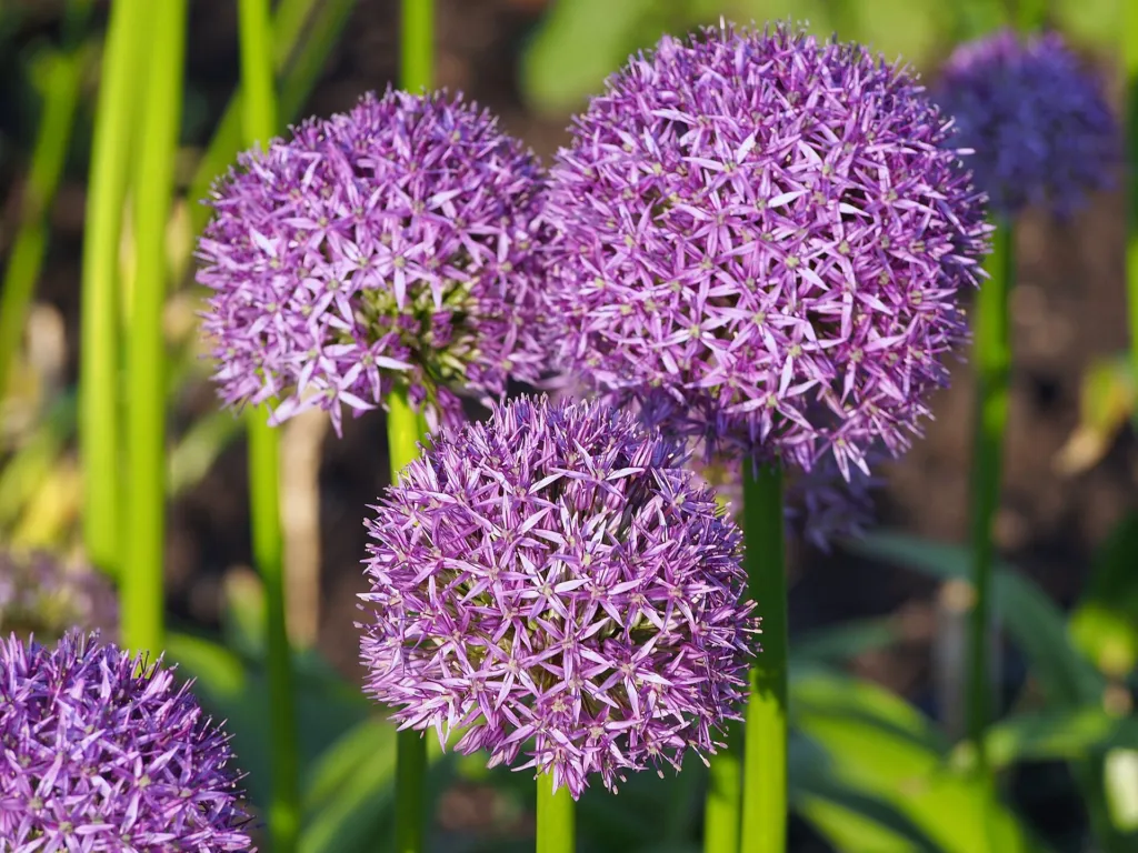 Zierlauch ‘Gladiator’ (Allium 'Gladiator') – im Garten, Pflanzenfoto