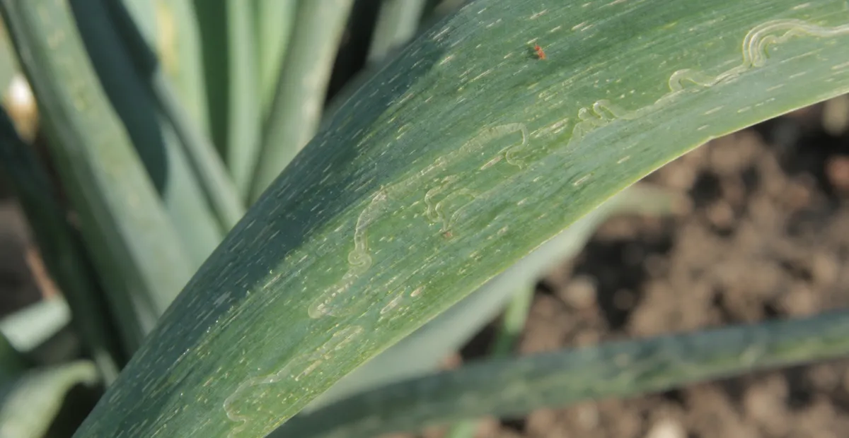 Allium leafminer