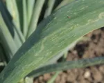 Allium leafminer