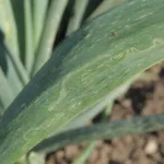 Allium leafminer