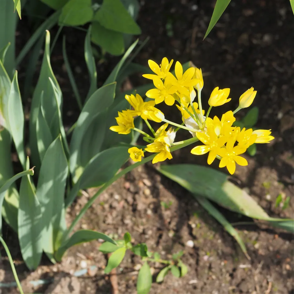 Yellow Garlic (Allium moly) – flowers in close-up, plant photo